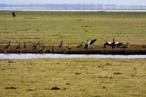 Arusha: Lake Manyara National Park Full-Day Tour