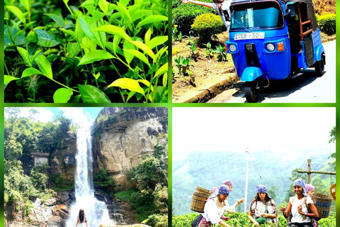 Kandy to Nuwara Eliya Transfer: Tea Plantations & Waterfalls