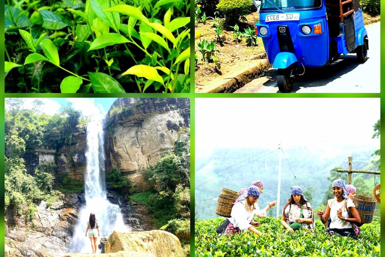 Kandy to Nuwara Eliya Transfer: Tea Plantations & Waterfalls