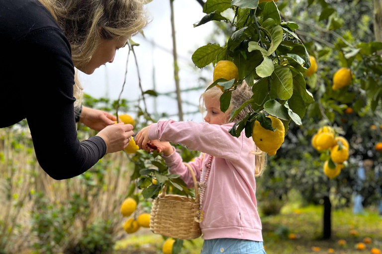 Sorrento: Lemon Picking & Tasting Tour Lemon Picking Experience at Giovanni's Farm