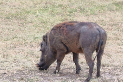 Nairobi: 3-Day epic trip to Maasai Mara Reserve with meals 3 days, 2 nights private safari to Mara in a tourist VAN