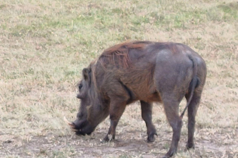 Nairobi: 3-Day epic trip to Maasai Mara Reserve with meals 3 days, 2 nights private safari to Mara in a tourist VAN