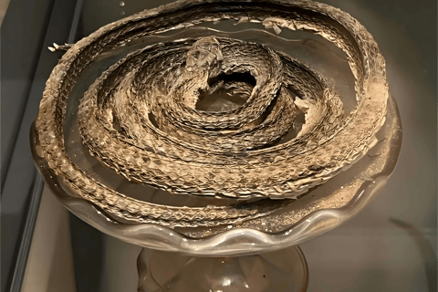 Guangzhou: Traditional Chinese Medicine Museum Admission