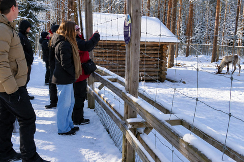 Rovaniemi: Ranua Wildlife Park, Polar Bears & Arctic Animals ⭐ Ranua Highlights | 4h | Polar Bears | Most Popular