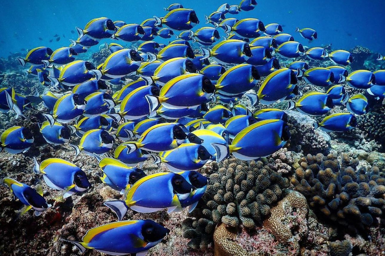 Excursão de mergulho com snorkel em Mnemba, floresta Jozani, restaurante The Rock