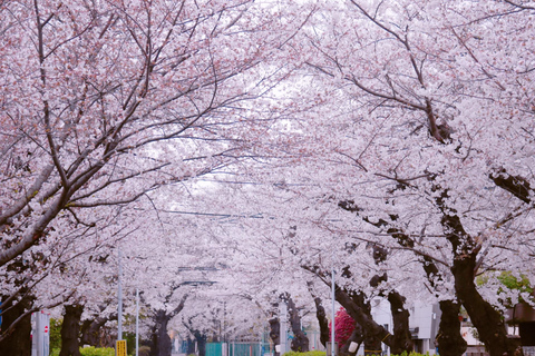 Tokyo: City One Day Private Customizable Top Places Tour