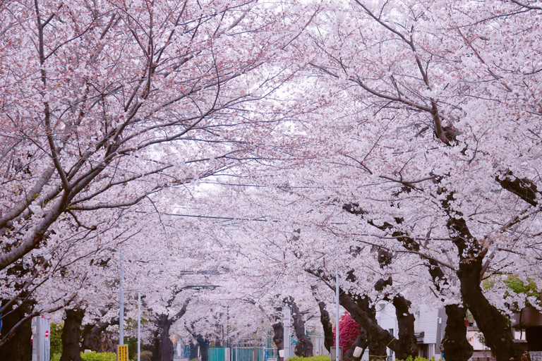 Tokyo: City One Day Private Customizable Top Places Tour