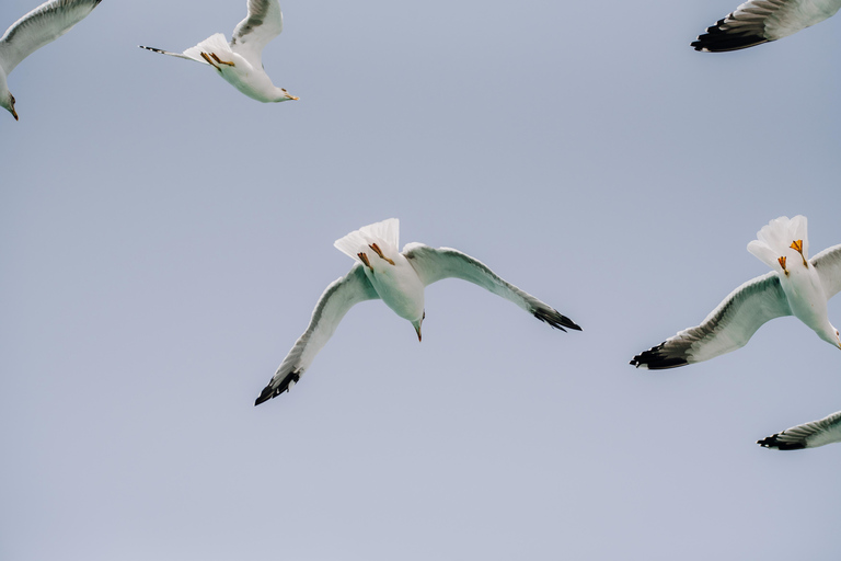 Lanzarote : Billet pour le Waterbus de Playa Blanca à Marina RubicónLanzarote : Marina Rubicón à Playa Blanca Waterbus aller simple
