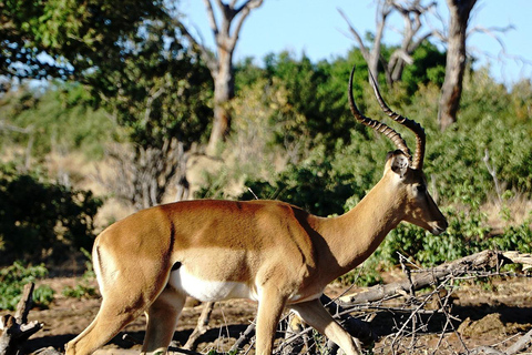 Safari de luxe à Mikumi - ZANZIBAR AU PN MIKUMI : 2 JOURS 1 NUIT