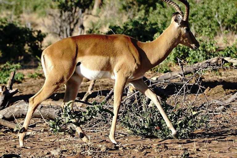 Safari de luxe à Mikumi - ZANZIBAR AU PN MIKUMI : 2 JOURS 1 NUIT