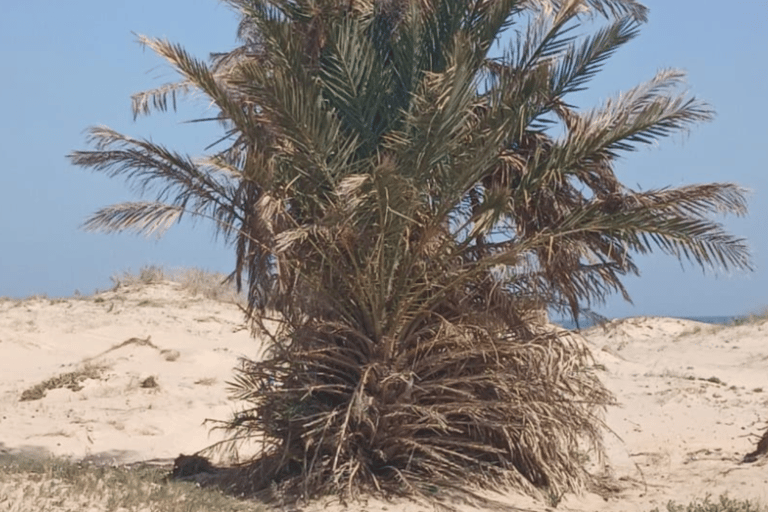 Yerba: Tour privado guiado por la isla con servicio de recogida del hotel