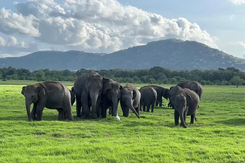 From Sigiriya: Kaudulla National Park Half-Day Jeep Safari