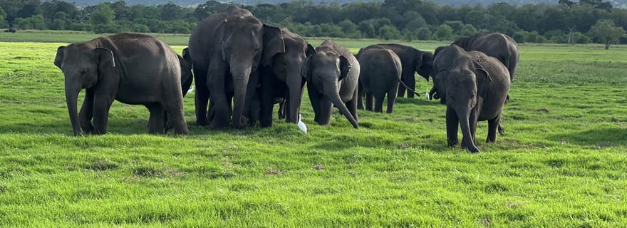 Safari dans le parc national de Minneriya - Entrée incluse