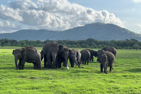 Minneriya: Safari em jipe privado no Parque Nacional de Minneriya