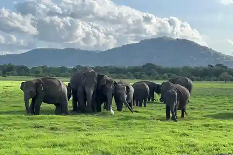 Depuis Sigiriya : Safari en jeep d'une demi-journée dans le parc national de Kaudulla