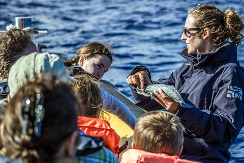 Azores: avistamiento de ballenas y tour en barco al islote