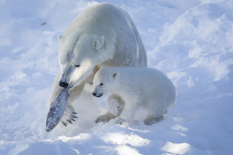 From Rovaniemi: 2-Day Private Lapland Tour with Santa & Zoo