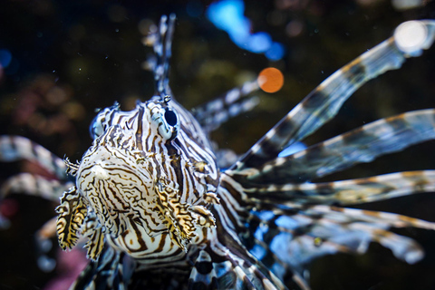 Niagara: Aquarium of Niagara General Admission