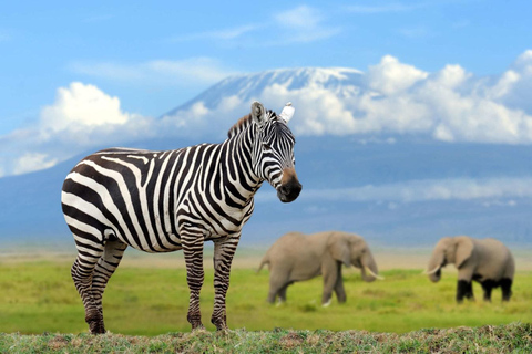 Nairobi : 3 jours d'excursion dans le parc national d'Amboseli