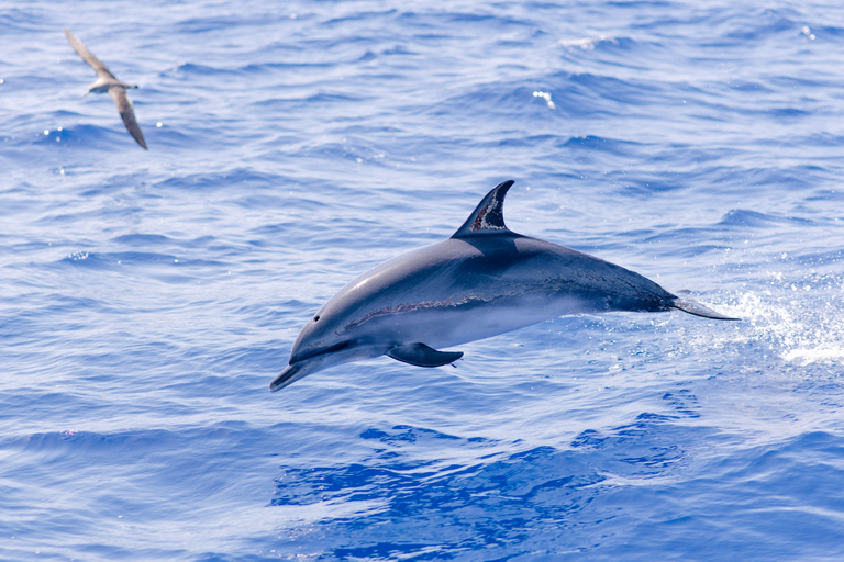 Funchal: Wal- & Delfinbeobachtungs-Tour per Schnellboot