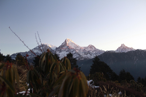 Från Pokhara Budget: 2 dagar 1 natt Ghorepani Poon Hill Trek