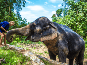 Phuket: Experiencia ética en un santuario de elefantes