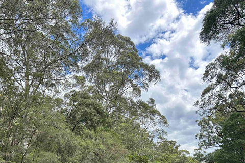 Yarra Valley: Selbstgesteuertes River Tubing Abenteuer