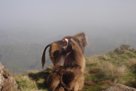 6 Dagen Klimmen naar de hoogste top van Ethiopië Mt.RasdejenTrek 4 dagen naar Mt.Rasdejen de hoogste top van Ethiopië