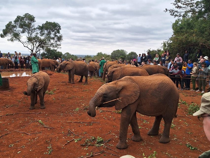 Bomas Of Kenya National Park Elephants Giraffe Day Trip GetYourGuide