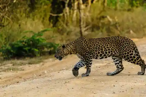 Yala National Park : Full Day Safari(04:30-18:00)
