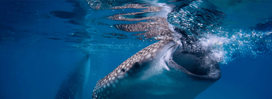 Cebu : visite des requins-baleines, des chutes de Tumalog et du sanctuaire des singes