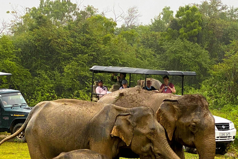 Tarangire : safari d&#039;une journée au parc national de Tarangire avec la fauneTarangire : Journée de safari au parc national de Tarangire avec la faune