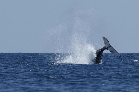 Key Largo: Marine Eco Tour with Swimming & Sandbar