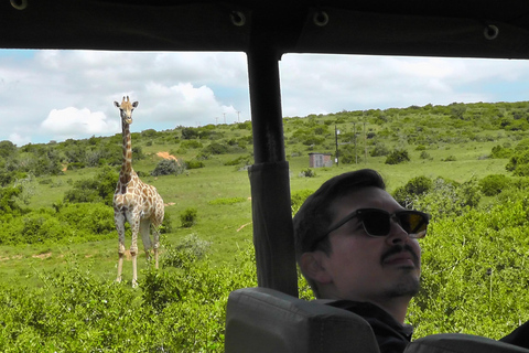 Schotia Safari – Big 5 Experience with High Lion Sightings