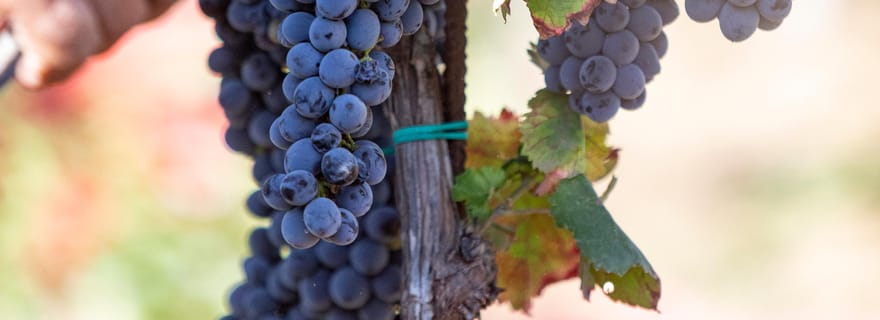 Tenuta Valle delle Ferle : dégustation de vins et de mets à Caltagirone
