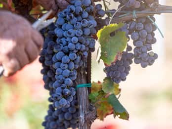 Tenuta Valle delle Ferle: Wein- und Essensverkostung in Caltagirone