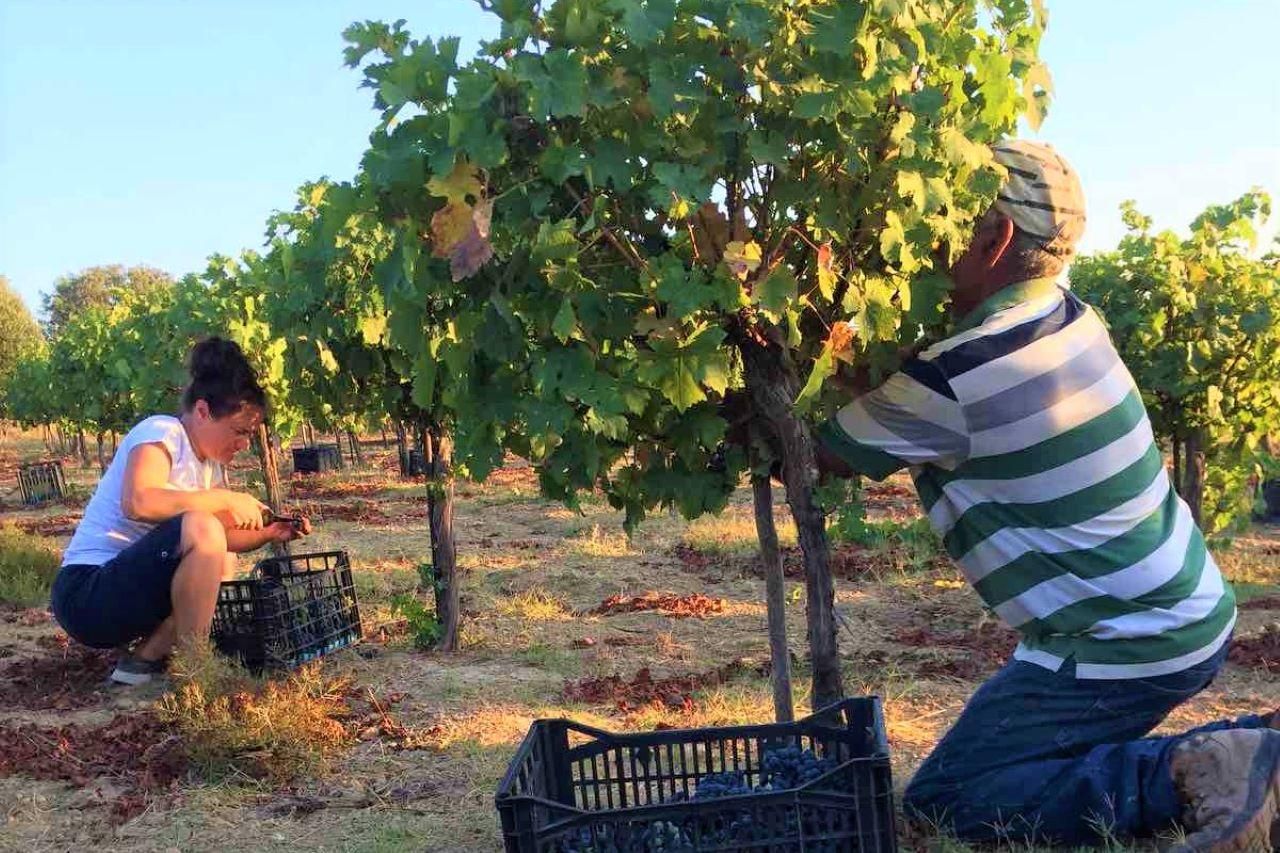 Kos: Weinprobe im Weingut Skevofilax, die Aromen von Kos