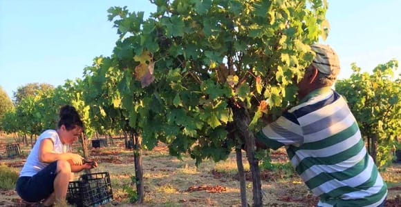 Kos: Wine Tasting at Skevofilax Winery, the Flavours of Kos