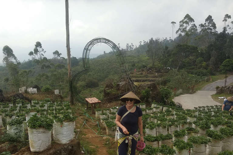 Jakarta : Excursion d'une journée au volcan Bandung LembangVolcano Mountain Bandung Lembang Day Trip Jakarta Based