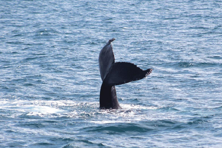 Húsavík: Whale Watching Tour with Heated Indoor Seating