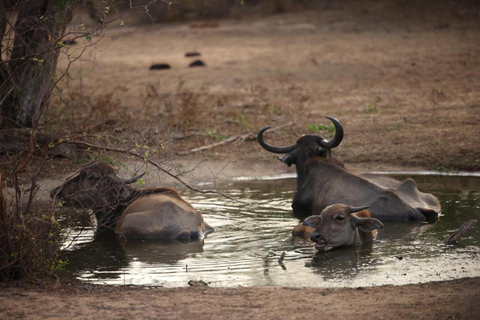 Ella: Private Yala Safari & South Coast Hotel Transfer Ella: Private Yala Safari & South Coast Hotel Transfer