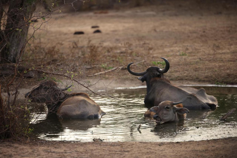 Ella: Private Yala Safari & South Coast Hotel Transfer Ella: Private Yala Safari & South Coast Hotel Transfer