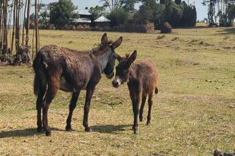 Blue Nile Gorge Wildlife & Cultural Day Trip