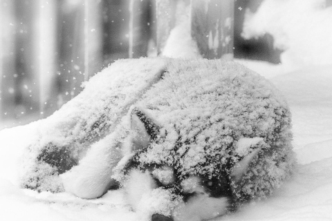 Meltosjärvi: Self Driving Husky Tour - Lake Trail Experience