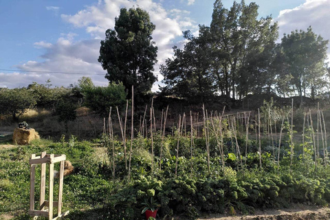 Trancoso: Tour ecologico della fattoria con degustazione
