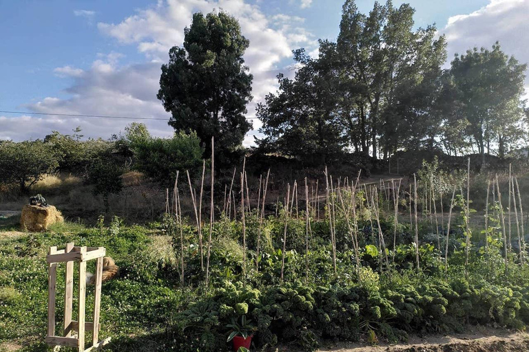 Trancoso: Tour ecologico della fattoria con degustazione