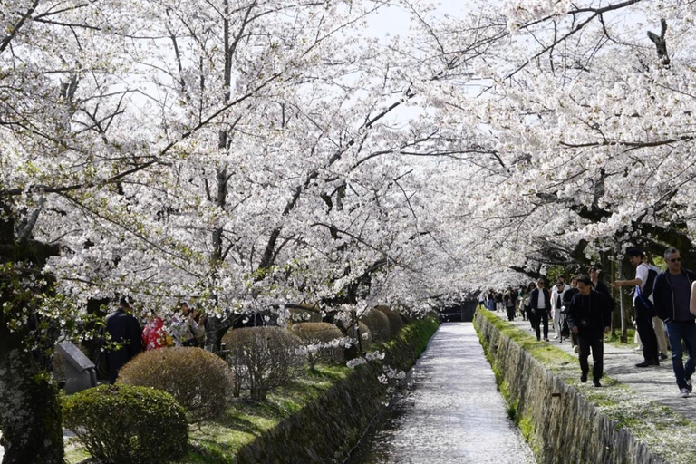 Kyoto Spring Cherry Blossom Day Tour Boat experience option