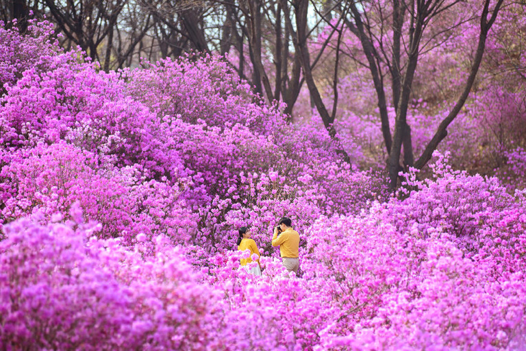 Seoul: Cherry Blossom & Pokpo Waterfall Cafe One Day Tour A. Cherry Blossom Spring Route