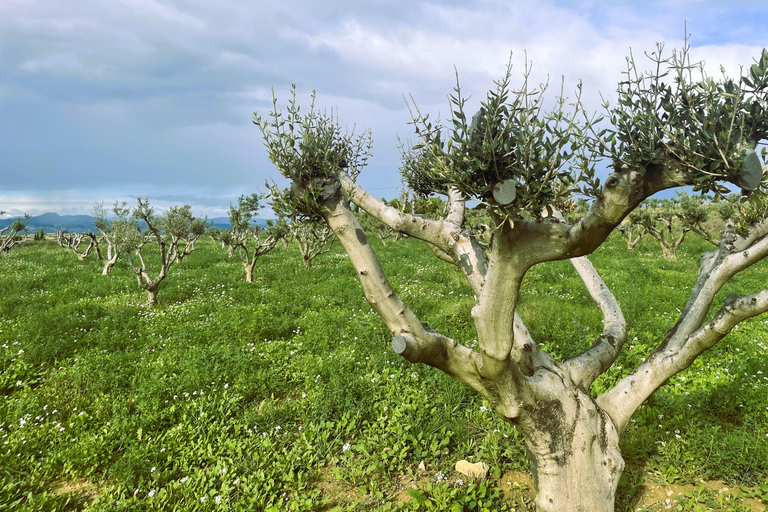 Montpellier:Journée Huile d&#039;Olive, Vin, St Guilhem le Désert