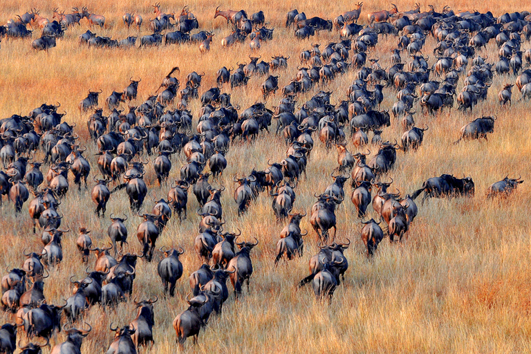 From Zanzibar: 2-Day Selous Safari with Flights & Lodge Stay 2-Day Selous Safari - Without Transfer